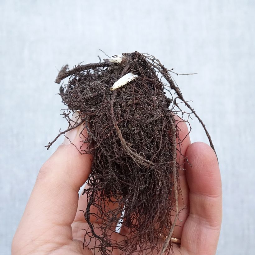 Example of Chinesische Trollblume Golden Queen - Trollius chinensis Wurzelnackt as you get in hiver