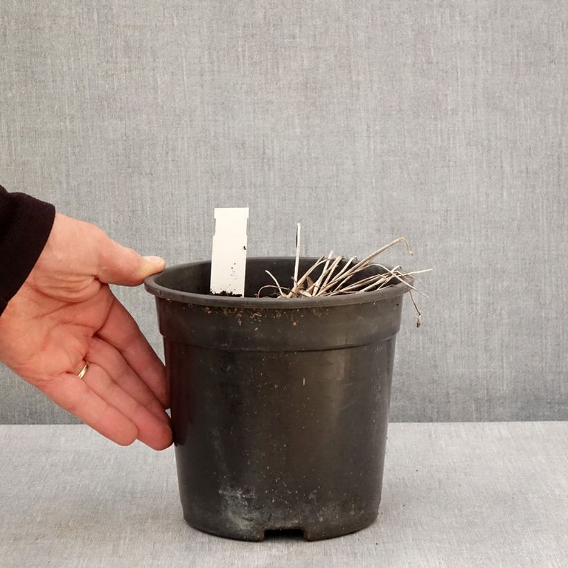 Example of Trollblume Cheddar - Trollius Topf mit 2L/3L as you get in printemps