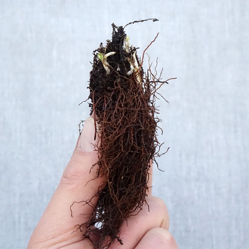 Example of Trollblume Cheddar - Trollius Wurzelnackt as you get in hiver