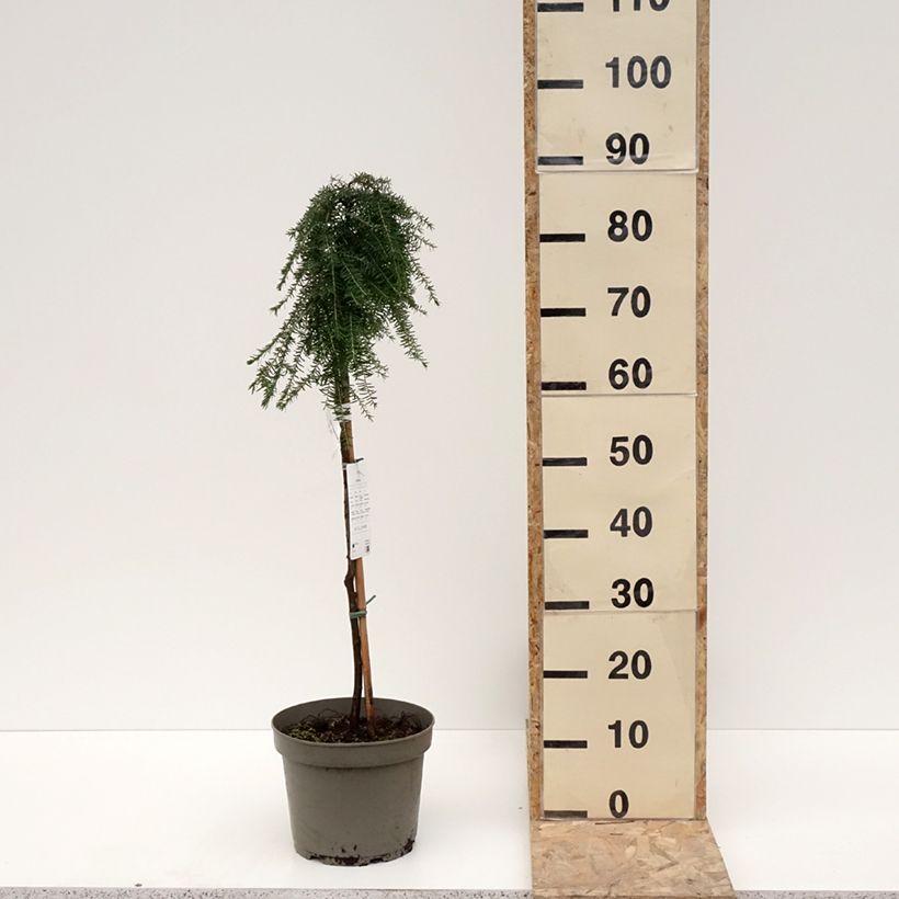 Exemplar von Tsuga heterophylla Thorssen's Weeper - Pruche de l'Ouest Pot de 4L/5L, Tige, Tige de 60 cm wie im Winter geliefert