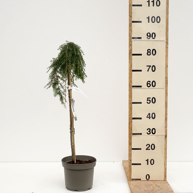 Example of Tsuga heterophylla Thorssen's Weeper - Hemlockstanne Topf mit 4L/5L, Stamm as you get in printemps