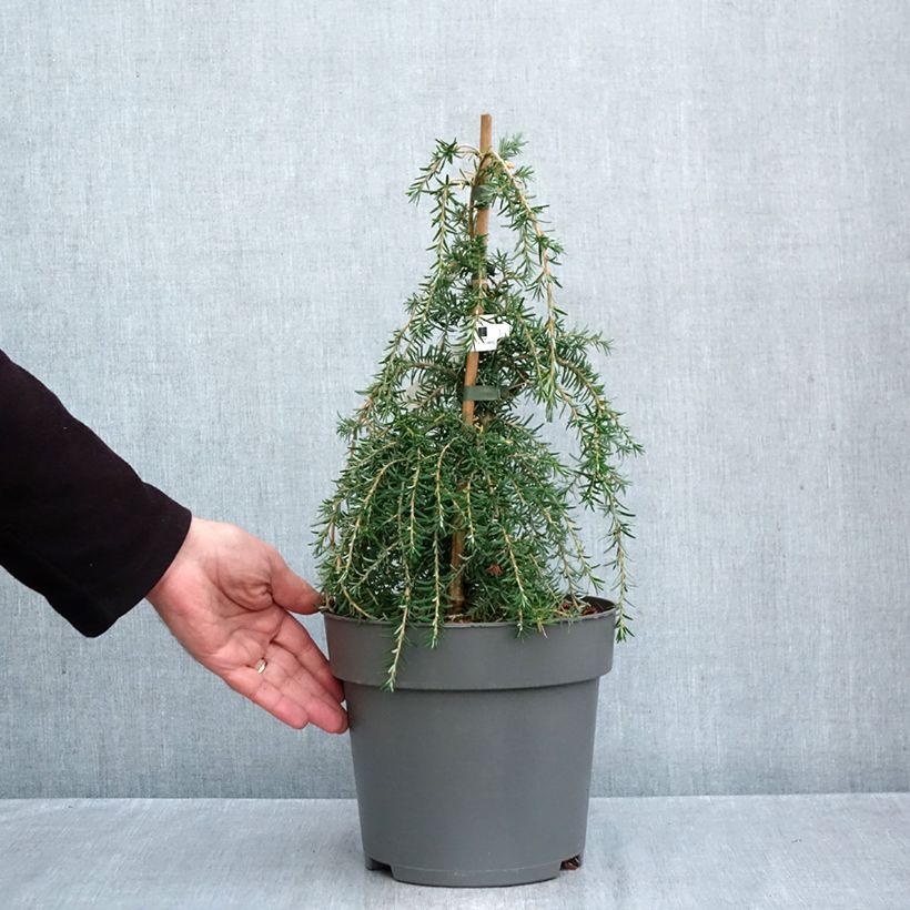 Exemplar von Tsuga heterophylla Thorssen's Weeper - Hemlockstanne Topf mit 4L/5L, Stamm wie im Herbst geliefert