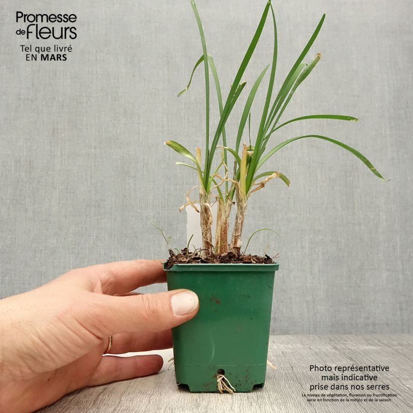 Exemplar von Tulbaghia cominsii Violacea Kleine Töpfe von 8/9 cm wie im Frühjahr geliefert