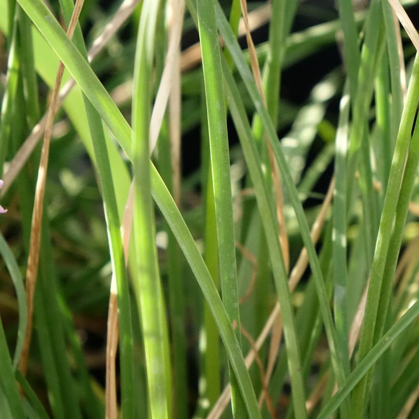 Tulbaghia Dark Star (Foliage)