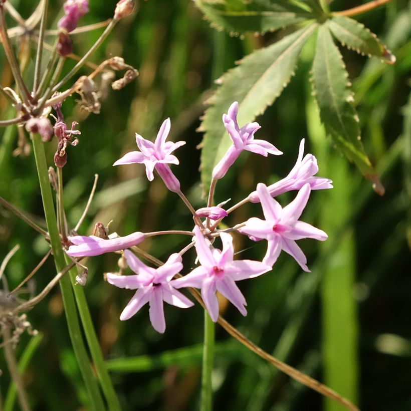 Tulbaghia Dark Star (Flowering)
