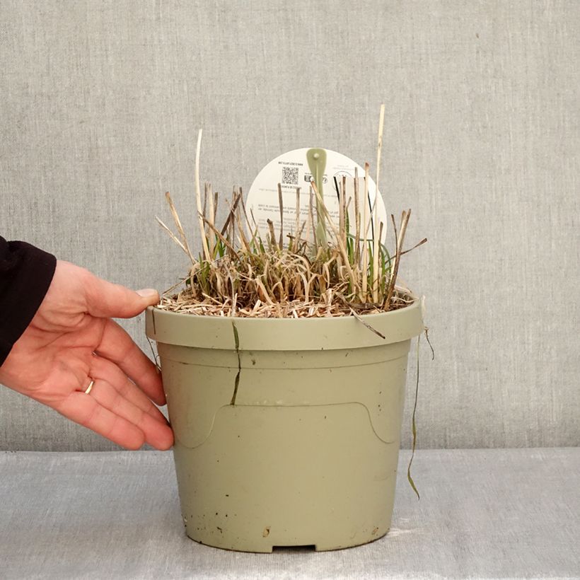 Example of Tulbaghia Dark Star Topf mit 3L/4L as you get in hiver