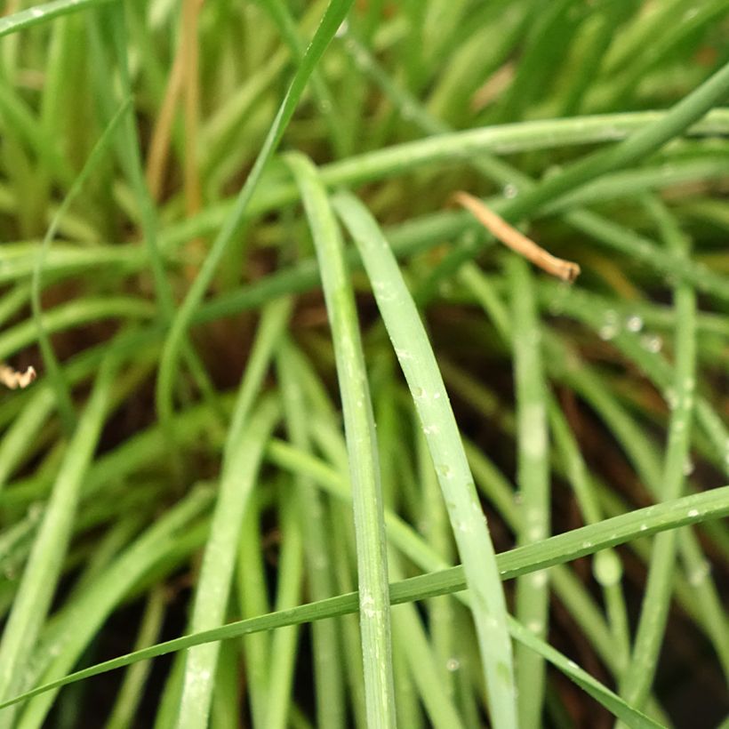 Tulbaghia Fairy Star (Laub)