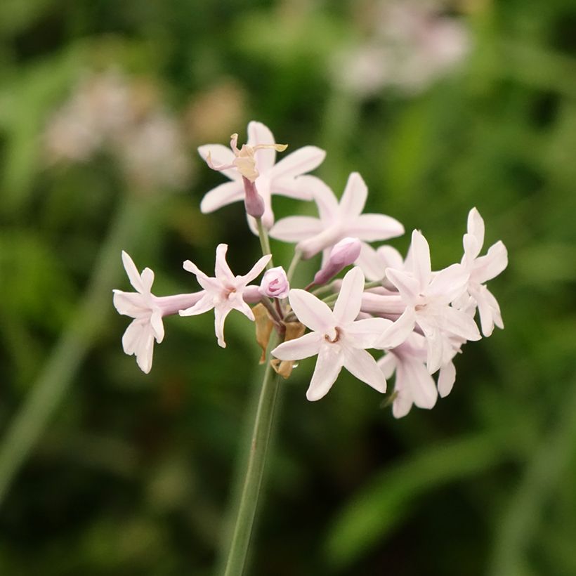 Tulbaghia Fairy Star (Blüte)