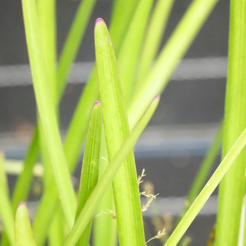 Tulbaghia violacea Flamingo (Foliage)