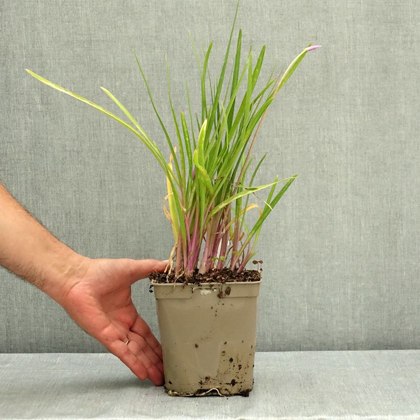 Exemplar von Tulbaghia violacea Flamingo Topf mit 2L/3L wie im Sommer geliefert