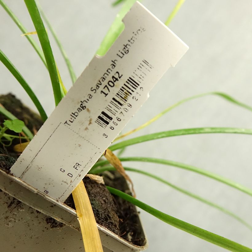 Exemplar von Tulbaghia violacea Savannah Lightning - Tulbaghie  Godet de 8/9 cm wie im Herbst geliefert