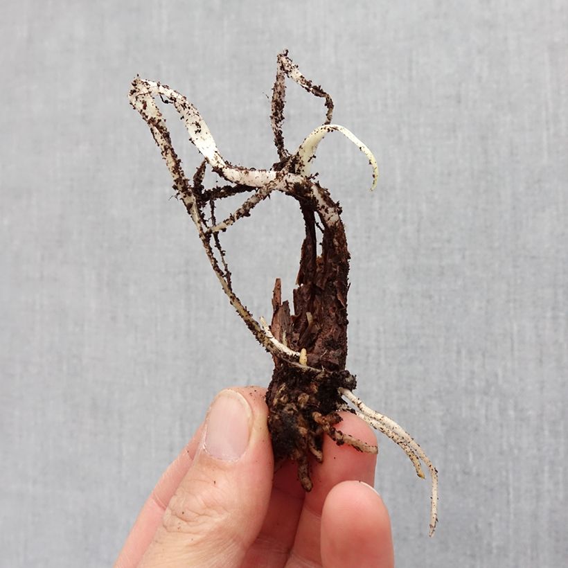 Example of Tulbaghia violacea Silver Lace Zwiebel Kaliber/Größe I as you get in printemps