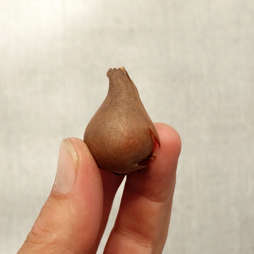 Exemplar von Tulipa acuminata - Horntulpe Zwiebel Kaliber/Größe 8+ wie im Herbst geliefert