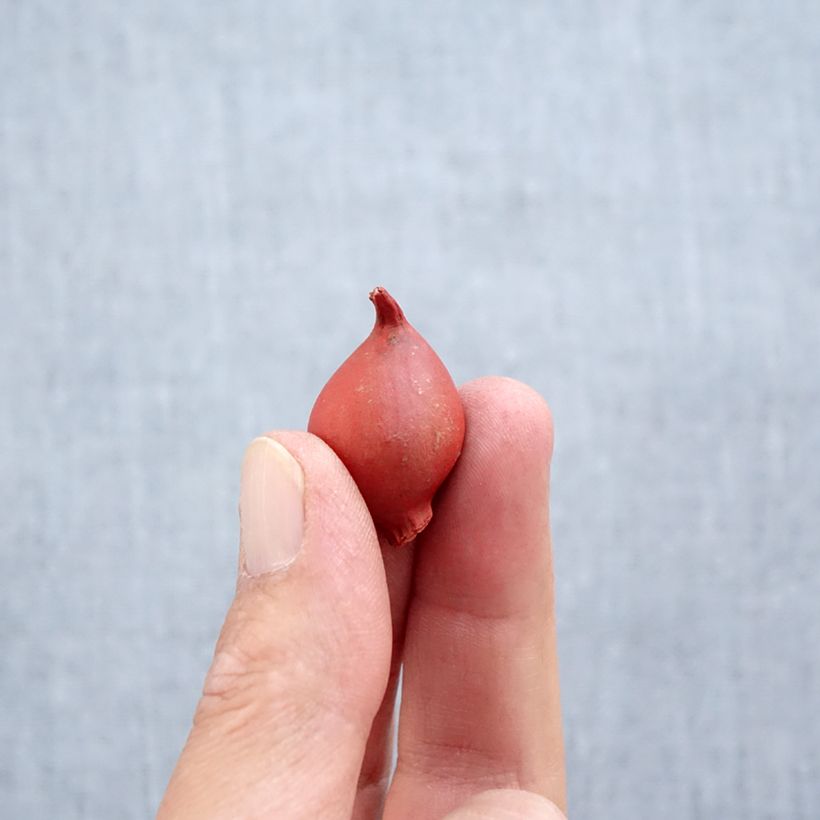 Exemplar von Tulipa clusiana Annika - Clusius-Tulpe Zwiebel Kaliber/Größe 6+ wie im Herbst geliefert