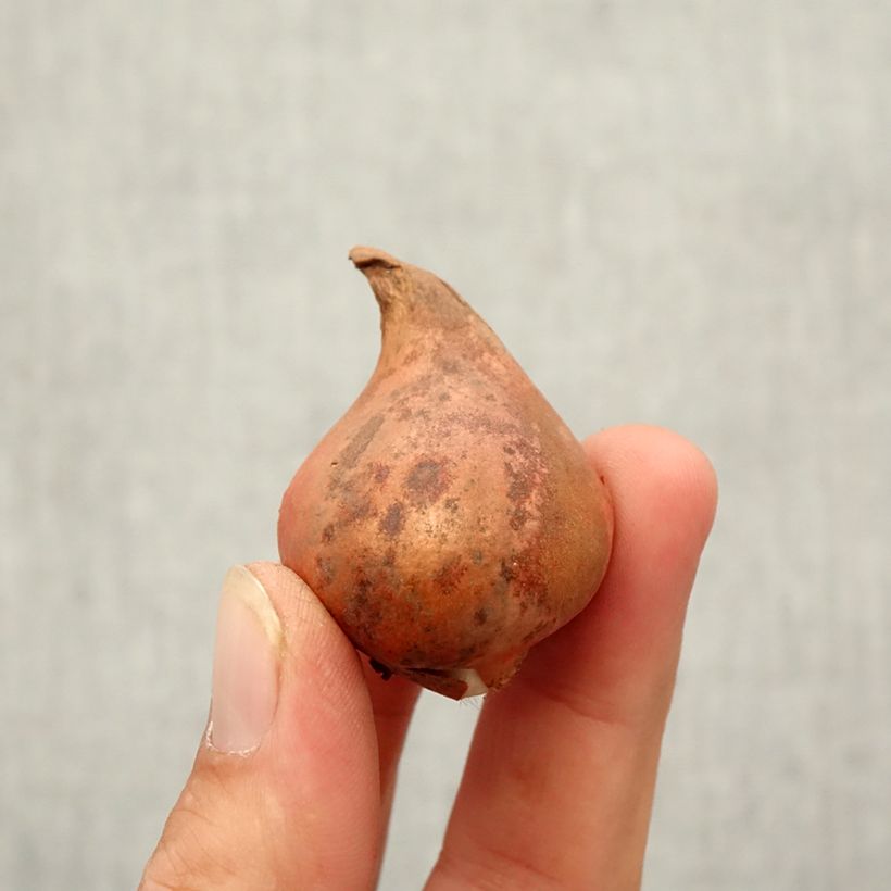 Exemplar von Tulipa eichleri - Wildtulpe, Eichler-Tulpe Zwiebel Kaliber/Größe 10+ wie im Herbst geliefert