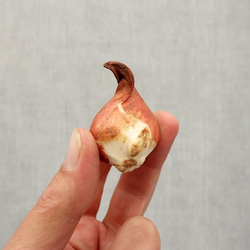 Exemplar von Tulipa greigii Rob Verlinden Zwiebel Kaliber/Größe 11+ wie im Herbst geliefert