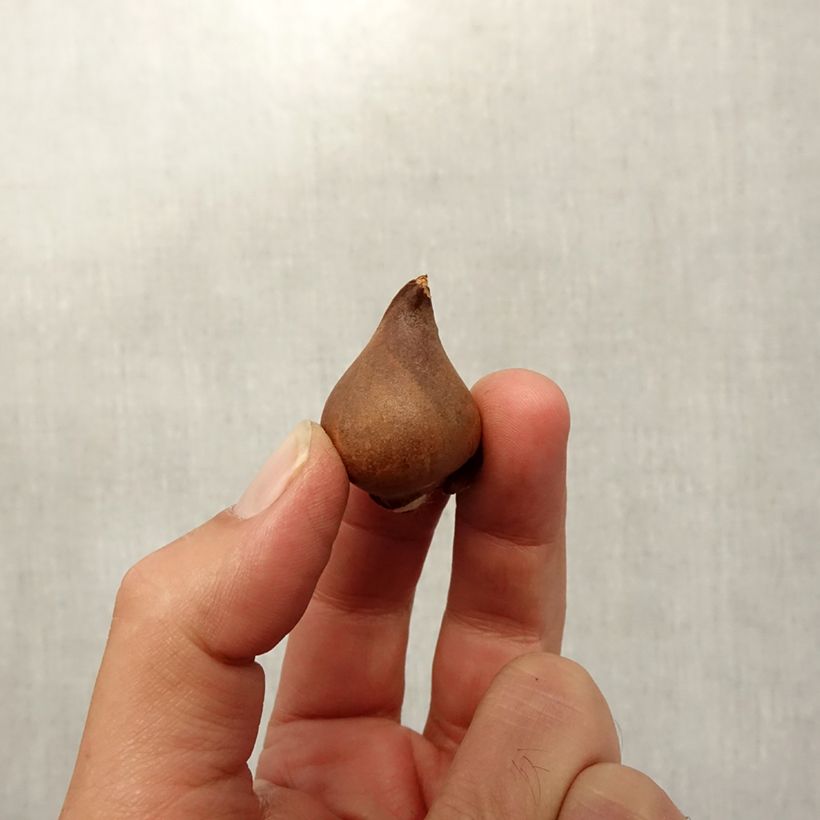 Exemplar von Tulipa praestans Shogun - Vortreffliche Tulpe Zwiebel Kaliber/Größe 8+ wie im Herbst geliefert