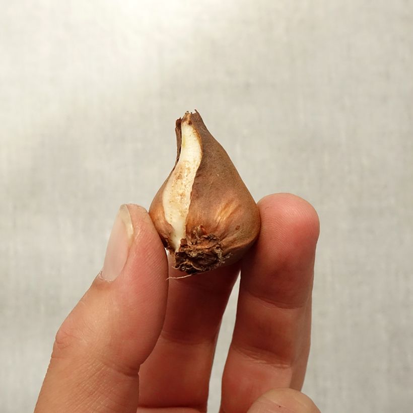 Example of Tulipa schrenkii - Schrenkis Tulpe Zwiebel Kaliber/Größe 8+ as you get in automne