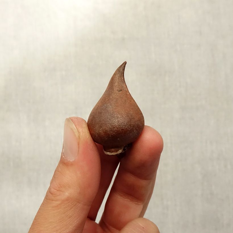 Exemplar von Tulipa sprengeri - Sprengers Tulpe Zwiebel Kaliber/Größe 8+ wie im Herbst geliefert