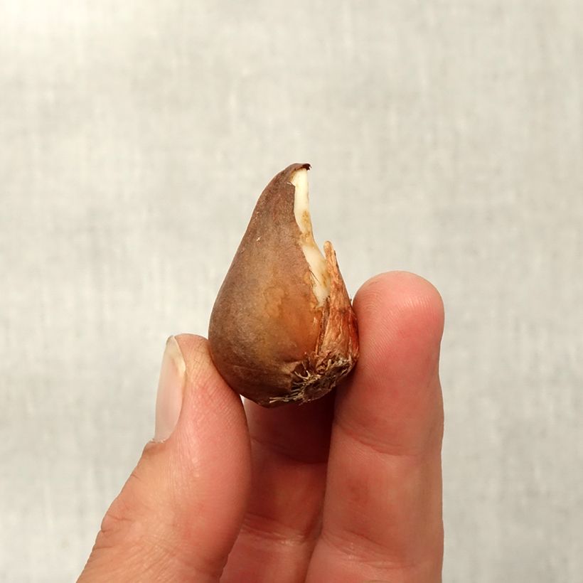 Exemplar von Tulipa urumiensis - Urumiens Tulpe Zwiebel Kaliber/Größe 8+ wie im Herbst geliefert