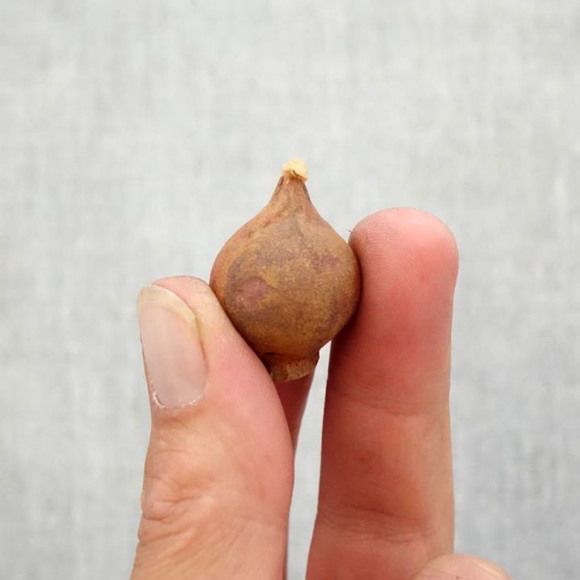 Exemplar von Tulipa whittallii - Whittalls Tulpe Zwiebel Kaliber/Größe 6+ wie im Herbst geliefert