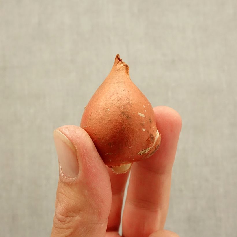 Example of Darwin-Hybrid-Tulpe Beauty of Spring Zwiebel Kaliber/Größe 12 as you get in automne