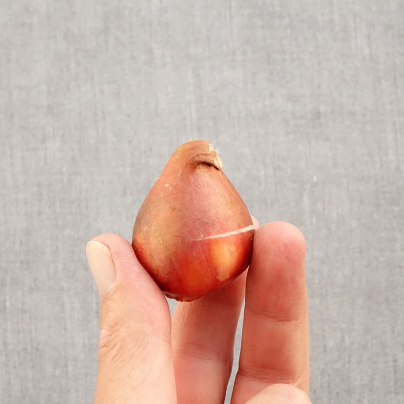 Example of Darwin-Hybrid-Tulpe Golden Apeldoorn Zwiebel Kaliber/Größe 12+ as you get in automne