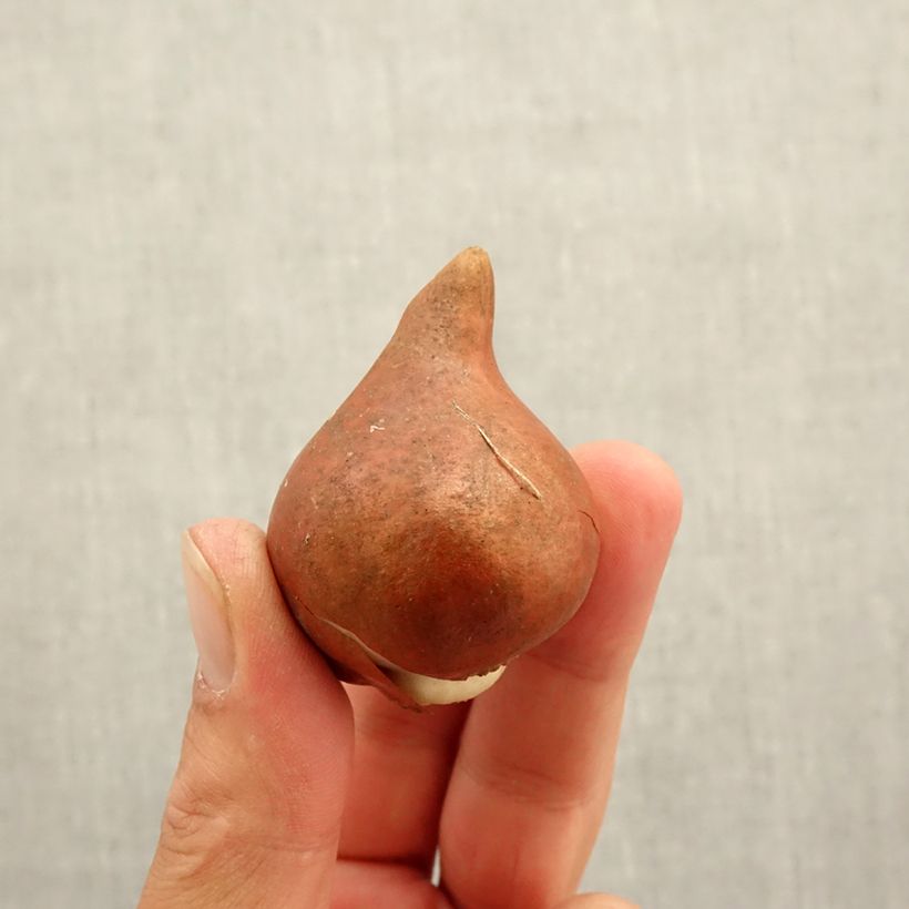 Exemplar von Frühe Gefüllte Tulpe Amazing Grace Zwiebel Kaliber/Größe 12+ wie im Herbst geliefert