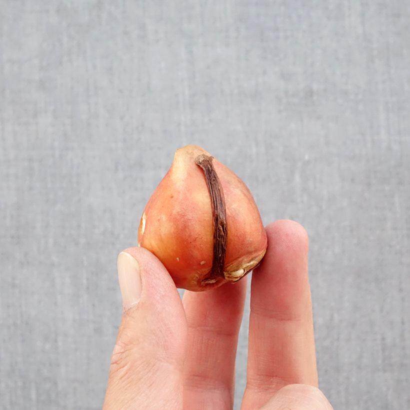 Exemplar von Frühe Gefüllte Tulpe Aquilla Zwiebel Kaliber/Größe 12+ wie im Herbst geliefert