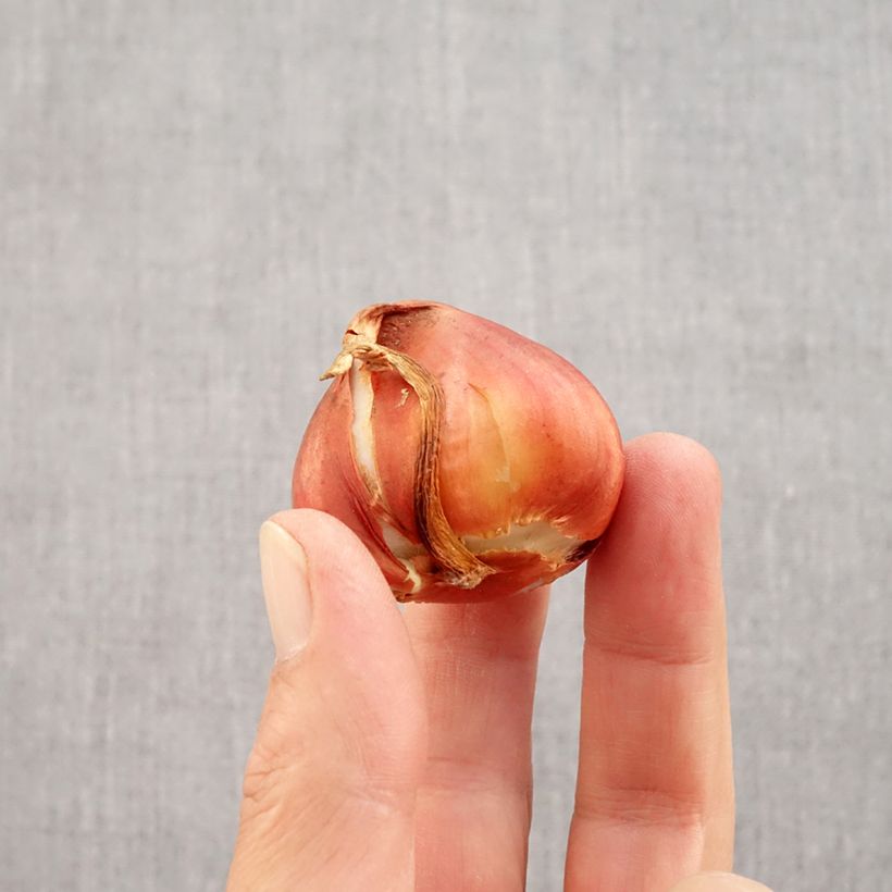 Exemplar von Frühe Gefüllte Tulpe La Belle Epoque Zwiebel Kaliber/Größe 12 wie im Herbst geliefert