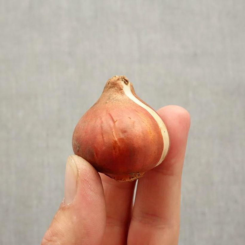 Exemplar von Frühe Gefüllte Tulpe Verona Sunrise Zwiebel Kaliber/Größe 11+ wie im Herbst geliefert