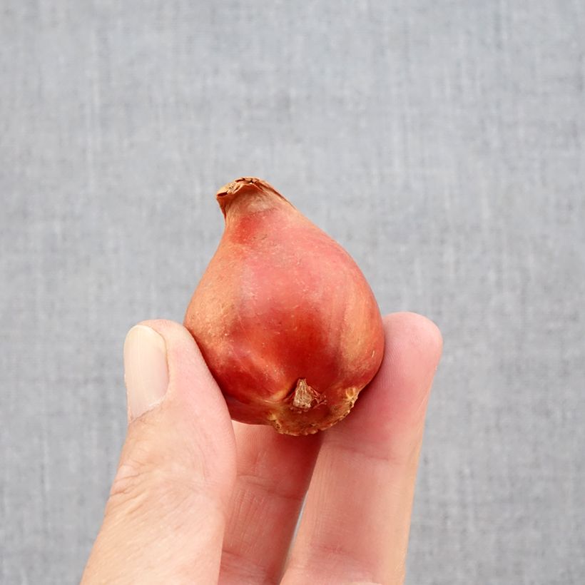 Exemplar von Späte Gefüllte Tulpe Black Héro Zwiebel Kaliber/Größe 11+ wie im Herbst geliefert