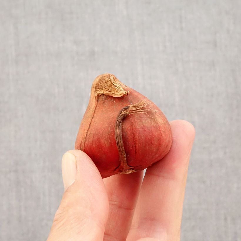 Exemplar von Späte Gefüllte Tulpe Bonanza Zwiebel Kaliber/Größe 11+ wie im Herbst geliefert