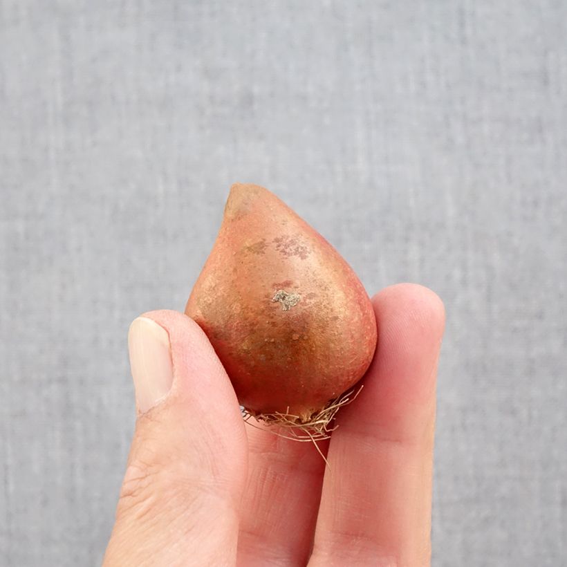 Exemplar von Späte Gefüllte Tulpe Carnaval de Nice Zwiebel Kaliber/Größe 11+ wie im Herbst geliefert