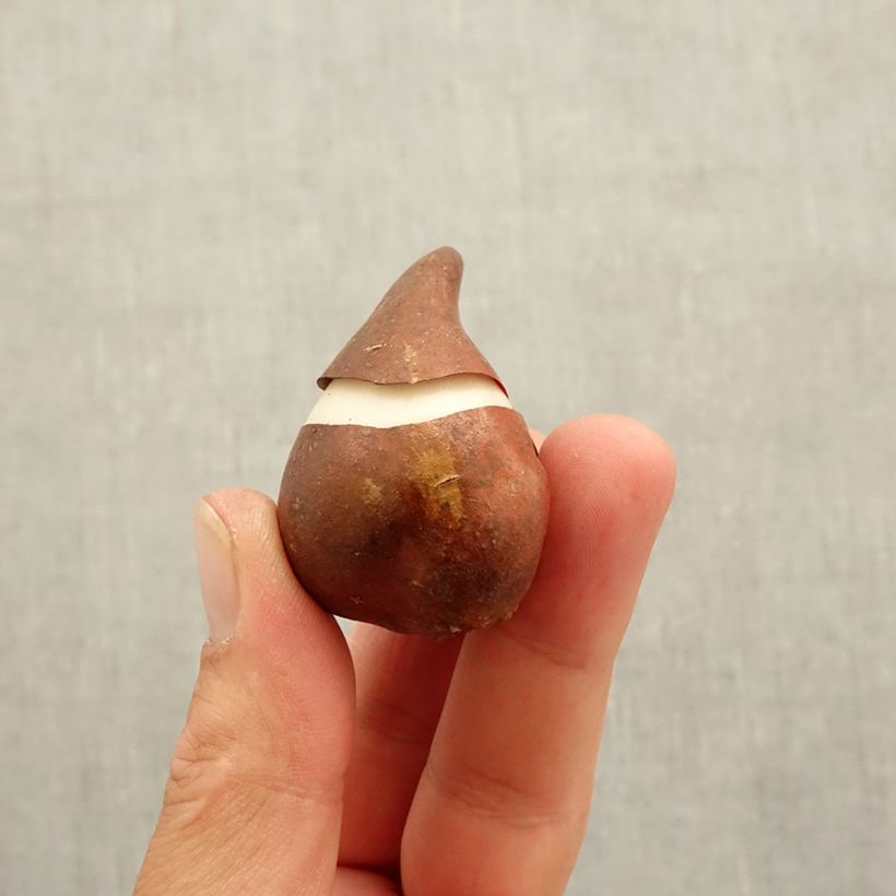 Exemplar von Lilienblütige Tulpe Burgundy Zwiebel Kaliber/Größe 10 wie im Herbst geliefert