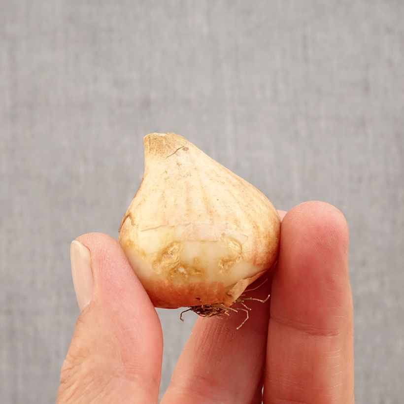 Exemplar von Lilienblütige Tulpe Royal Charm Zwiebel Kaliber/Größe 11+ wie im Herbst geliefert