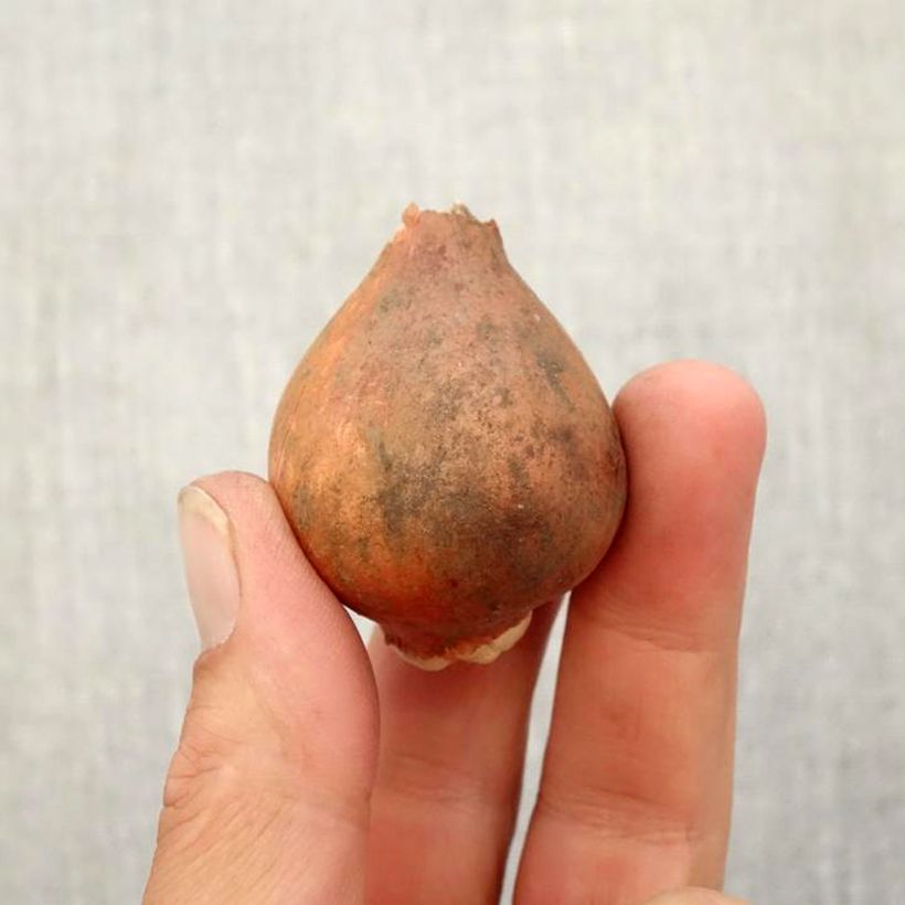 Exemplar von Tulipa fosteriana Purissima Zwiebel Kaliber/Größe 12+ wie im Herbst geliefert