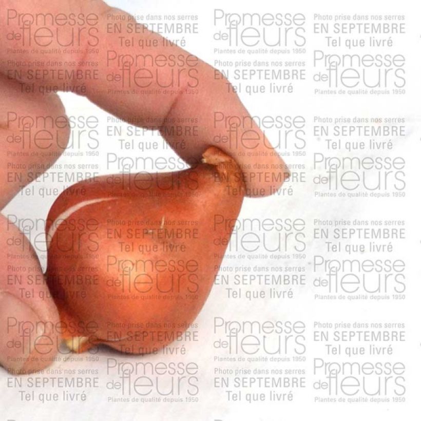 Beispiel eines Exemplars von Tulipe fosteriana Sweetheart Bulbe calibre 11+ wie geliefert
