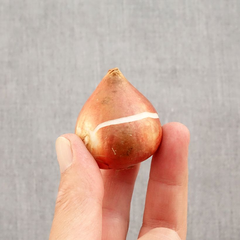 Exemplar von Fosteriana-Tulpe Yellow Empress Zwiebel Kaliber/Größe 11/12 wie im Herbst geliefert