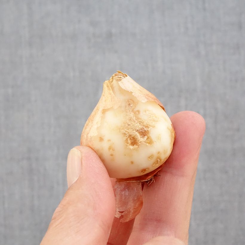 Exemplar von Papageien-Tulpe Estella Rijnveld Zwiebel Kaliber/Größe 11+ wie im Herbst geliefert