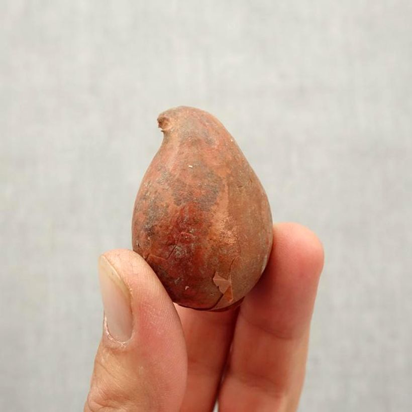 Exemplar von Papageien-Tulpe James Last Zwiebel Kaliber/Größe 12+ wie im Herbst geliefert