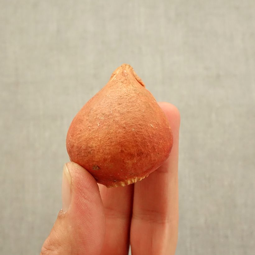 Exemplar von Papageien-Tulpe Texas Flame Zwiebel Kaliber/Größe 11+ wie im Herbst geliefert