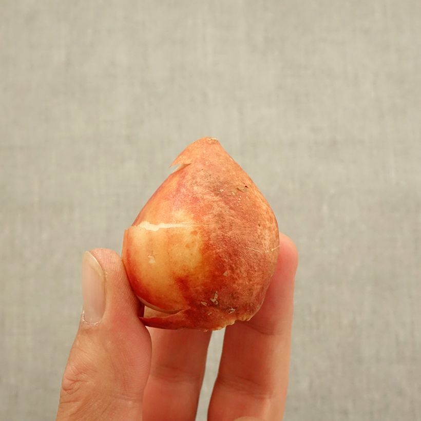 Exemplar von Mehrblütige Tulpe Candy Club Zwiebel Kaliber/Größe 11+ wie im Herbst geliefert