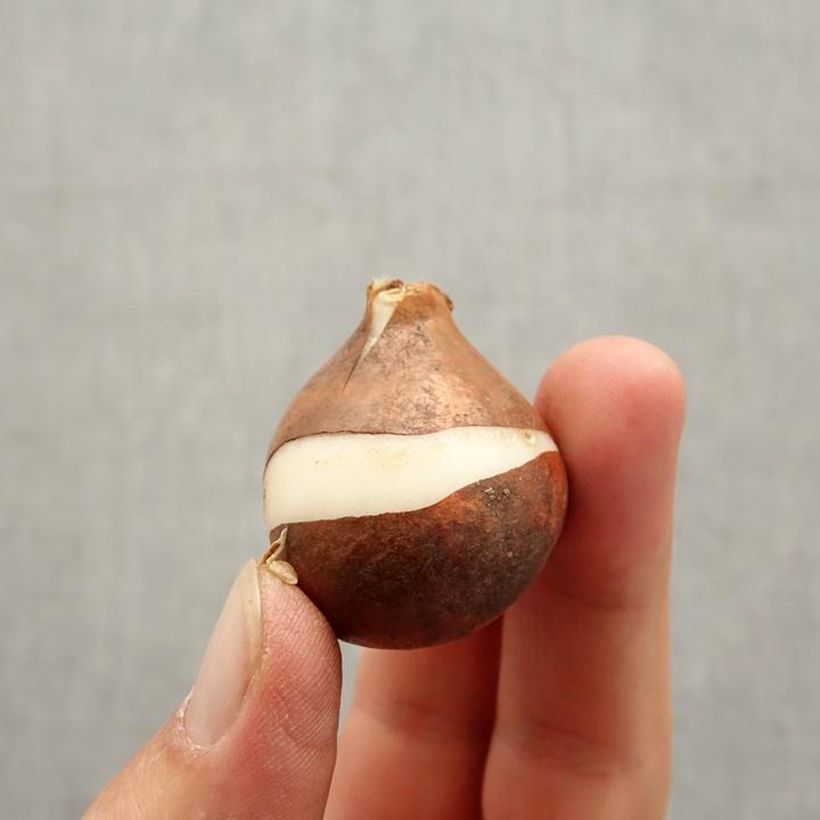 Exemplar von Frühe Einfache Tulpe Candy Prince Zwiebel Kaliber/Größe 10+ wie im Herbst geliefert