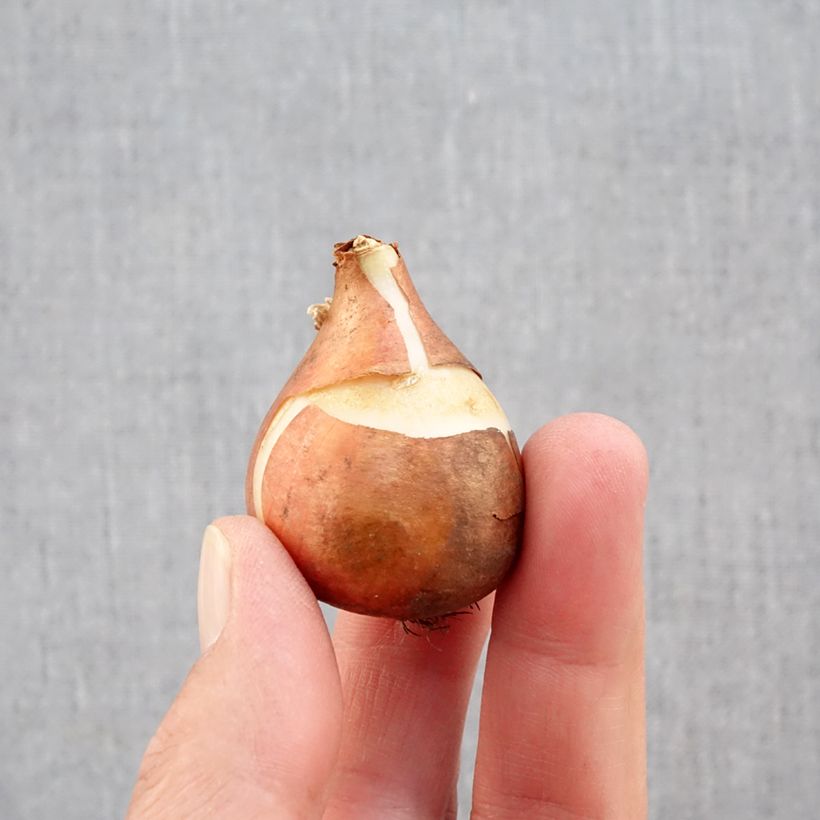 Exemplar von Frühe Einfache Tulpe Mandy's Choice Zwiebel Kaliber/Größe 11+ wie im Herbst geliefert