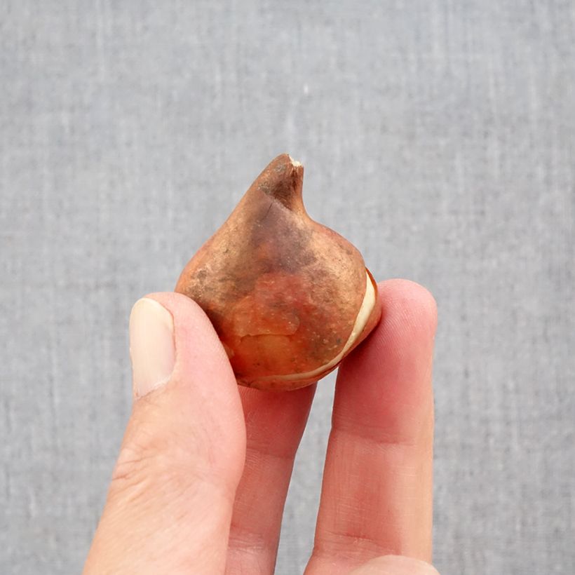 Exemplar von Frühe Einfache Tulpe Paradiso Zwiebel Kaliber/Größe 11+ wie im Herbst geliefert