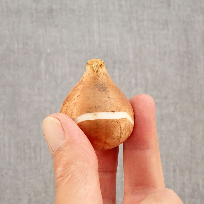 Exemplar von Späte Einfache Tulpe Reine de la Nuit Zwiebel size 12+ wie im Herbst geliefert