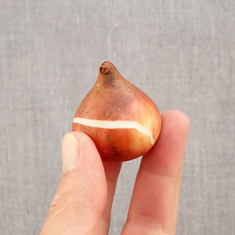 Exemplar von Späte Einfache Tulpe Rhapsody of Smiles Zwiebel Kaliber/Größe 11+ wie im Herbst geliefert