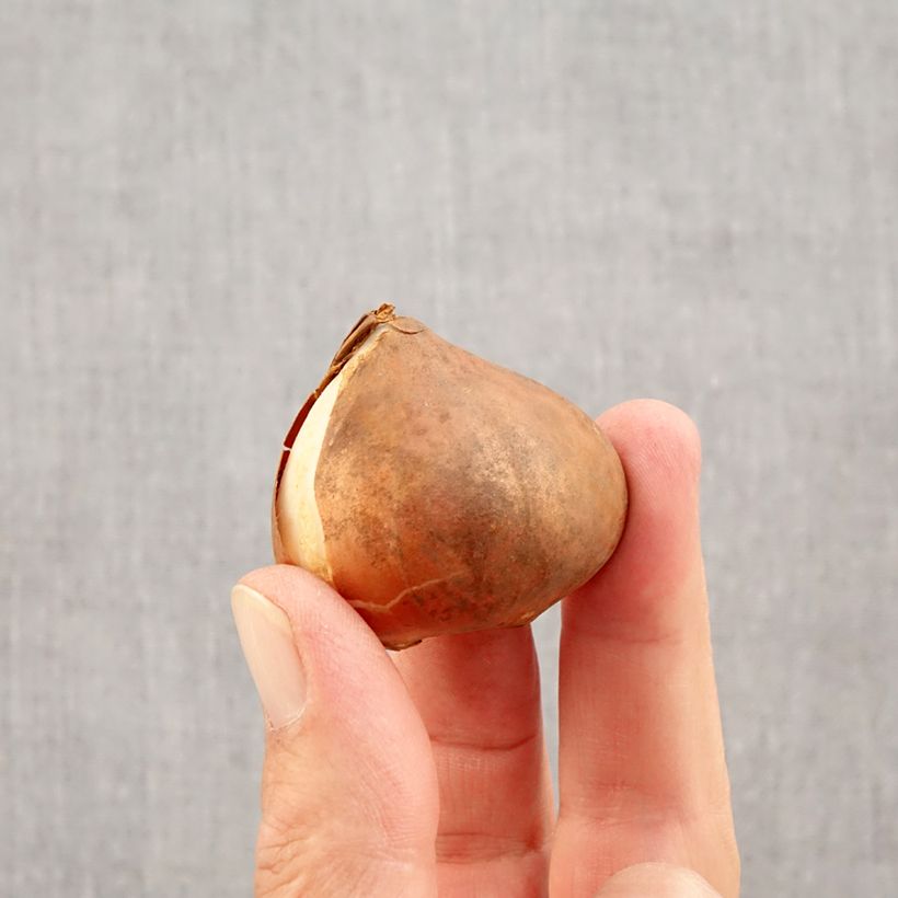 Example of Triumph-Tulpe Apricot Favourite Zwiebel Kaliber/Größe 11+ as you get in automne