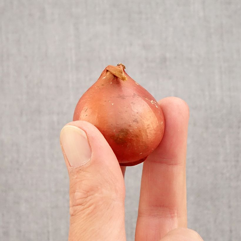Exemplar von Triumph-Tulpe Apricot Foxx Zwiebel Kaliber/Größe 12 wie im Herbst geliefert